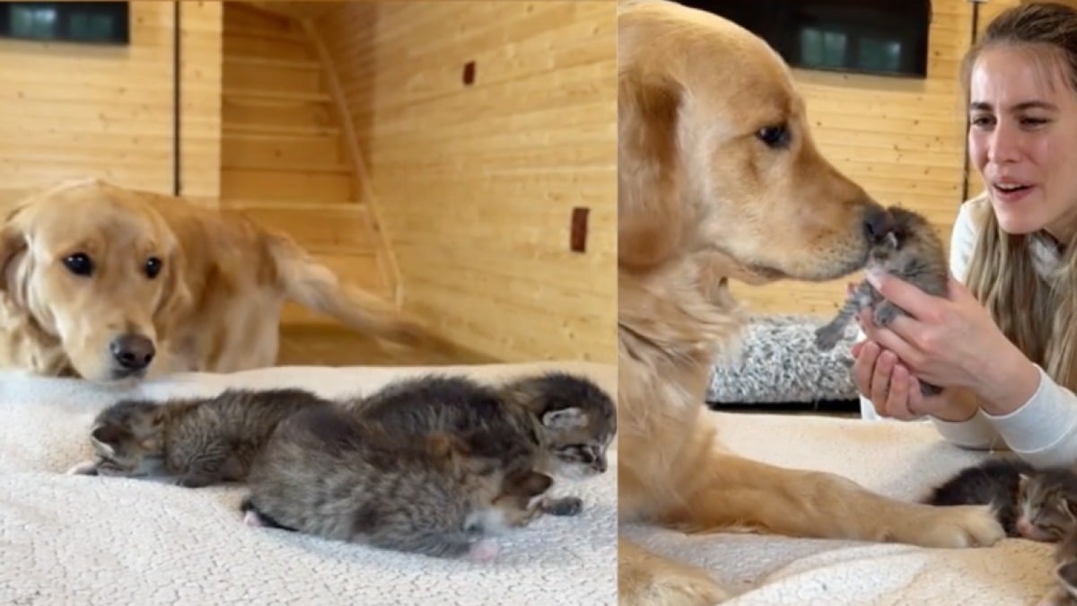 Ce chien Golden Retriever rencontre pour la 1re fois des chatons, sa réaction est émouvante