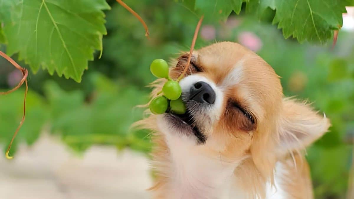 Les raisins sont très dangereux pour les chiens : comment réagir si votre animal en a mangé