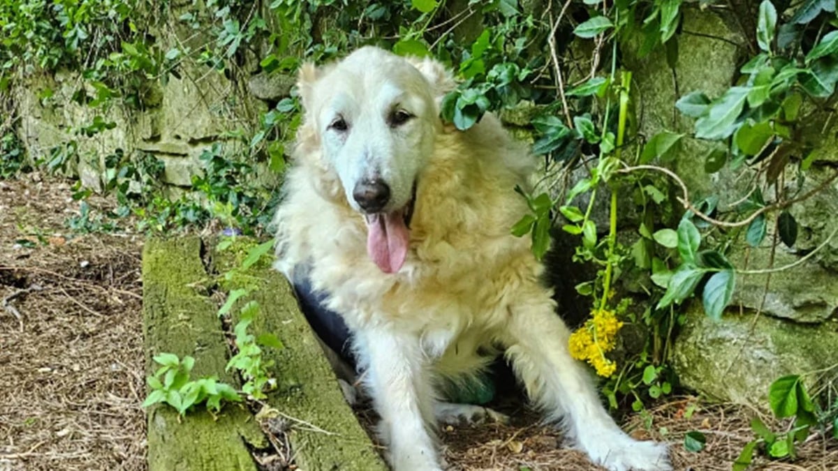 Ginger, une chienne âgée de 15 ans qui profite de ses dernières année dans un sanctuaire canin