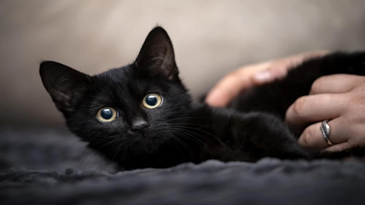 Les avantages d’adopter des chats noirs contrairement à ce que beaucoup pensent