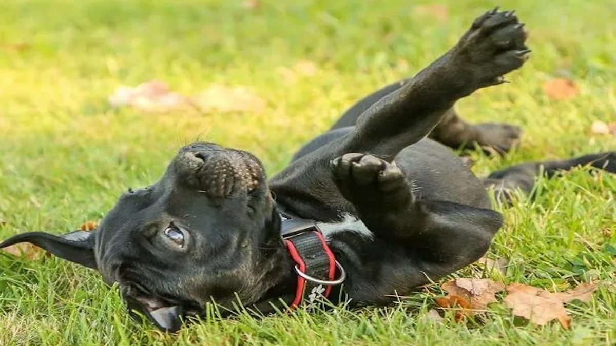 Les chiens adorent se rouler dans la terre ou dans l’herbe : voici les raisons