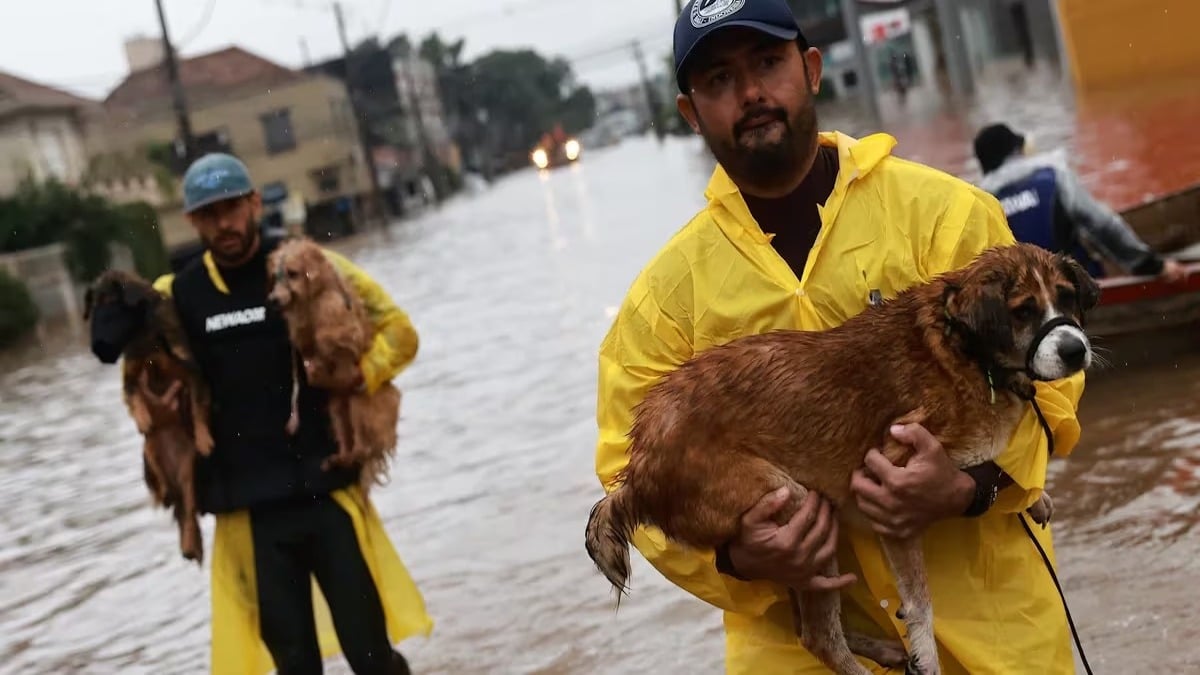 Des centaines d’animaux piégés par les inondations au Brésil, l’incroyable travail des sauveteurs