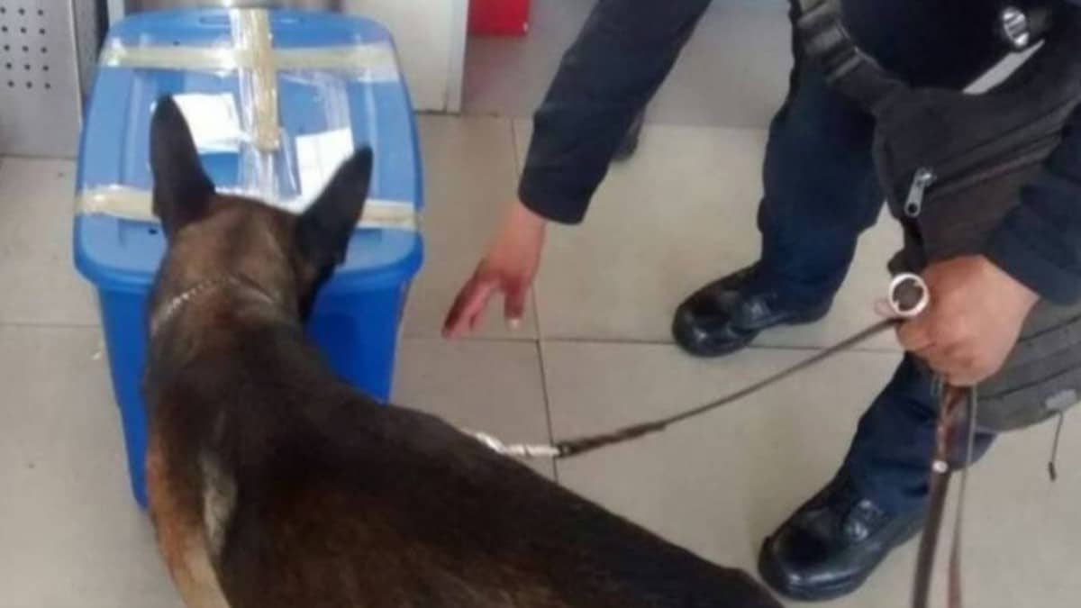 Ce chien de policier découvre une boîte suspecte, ce qu’elle contient sidère tout le monde