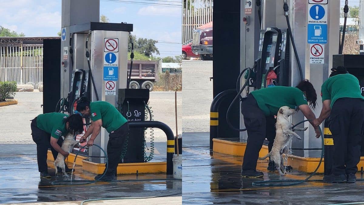 Les employés d’une station-service lavent un chien errant et bouleversent les internautes