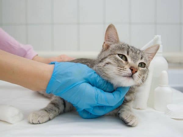 Faut-il faire stériliser vos chiens et vos chats ? Les experts s'expriment