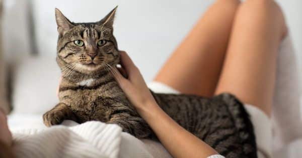 Vous êtes stressé et vos chats le savent : les 4 façons dont ils le montrent