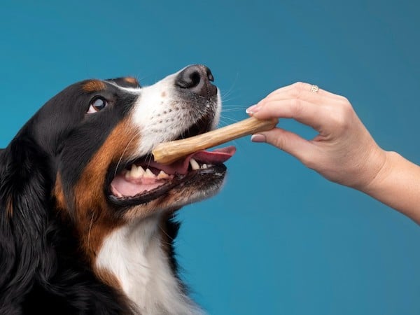 Les dangers liés à la consommation de fromage pour la santé des chiens, selon les experts