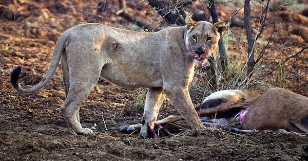Cette lionne comprend que l’antilope qu’elle a chassée est enceinte, sa réaction inattendue