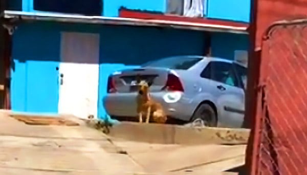 Cette chienne quitte sa maison pour vivre avec une autre famille, elle se cache quand elle voit ses ex-propriétaires