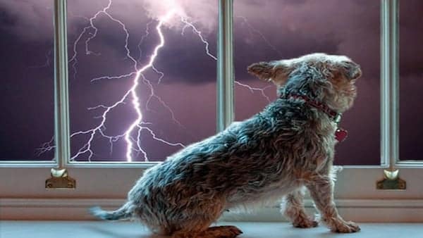Les astuces et conseils pour calmer votre animal de compagnie s’il a peur de l’orage
