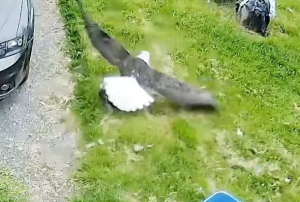 Ce chiot est attaqué par un aigle alors qu’il se trouvait dans l’arrière-cour de sa maison, impressionnant