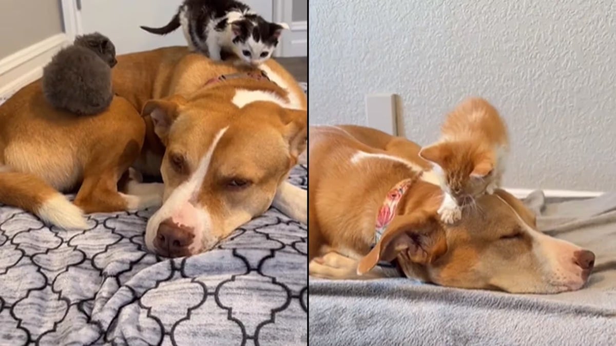 Cette adorable chienne Pitbull devient la mère d’une dizaine de chatons