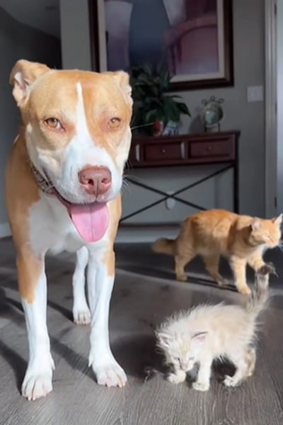 Cette adorable chienne Pitbull devient la mère d’une dizaine de chatons