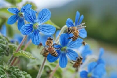 Pourquoi intégrer la bourrache dans votre jardin pourrait transformer votre espace vert